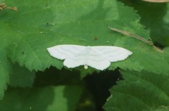Scopula quinquelinearia