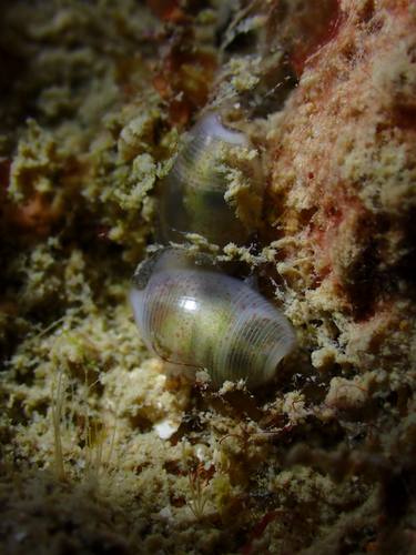 Atys semistriata observed 2026-10-10