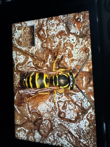 Common Asian Yellowjacket