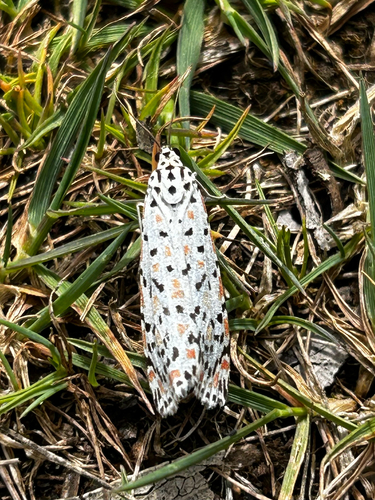Heliotrope Moth