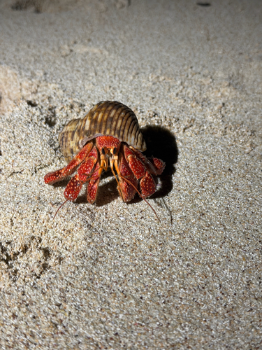 Coenobita perlatus observed 2026-10-04