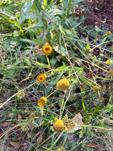 Helenium puberulum, 2026-10-10