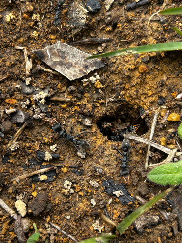 Jack Jumper Ant