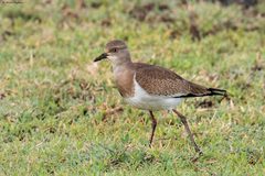 Vanellus melanopterus