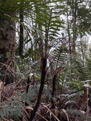 Diploblechnum fraseri observed 2026-10-11
