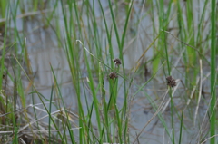 Juncus phaeocephalus