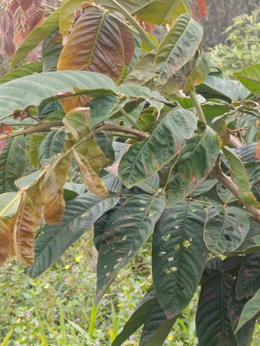 Inga edulis observed 2026-09-27