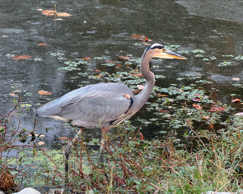 Great Blue Heron