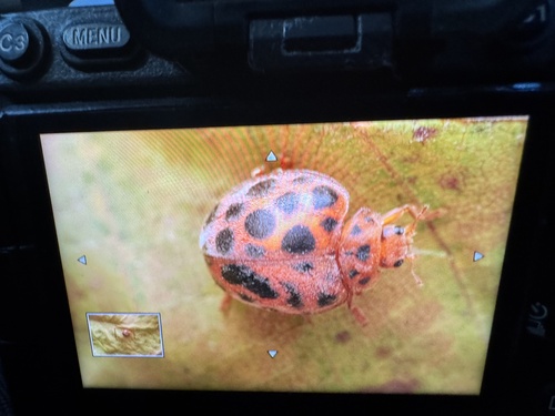Twenty-eight spotted lady beetle