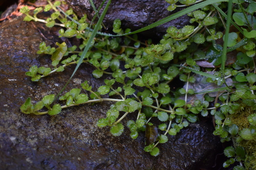 Epilobium pedunculare observed 2026-10-10