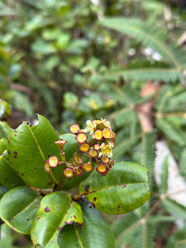 Syzygium, 2026-10-05