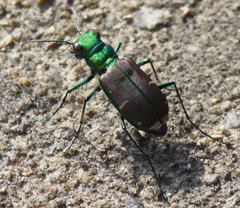 Cicindela splendida