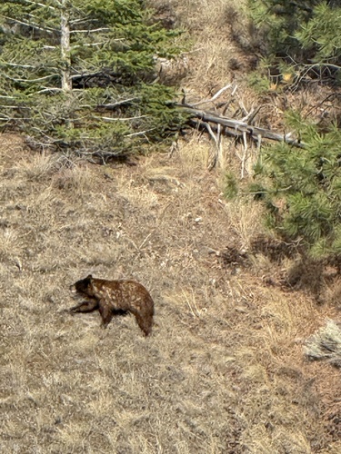 Black Bear sighting near Rose Hill