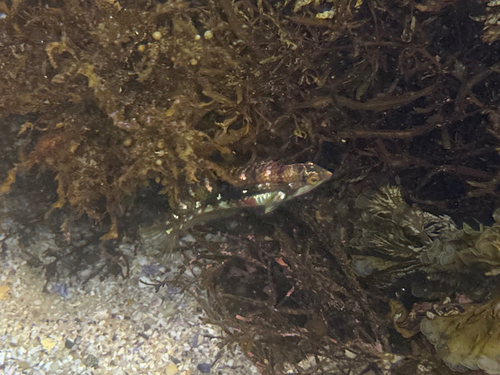 Halichoeres nebulosus observed 2026-10-11