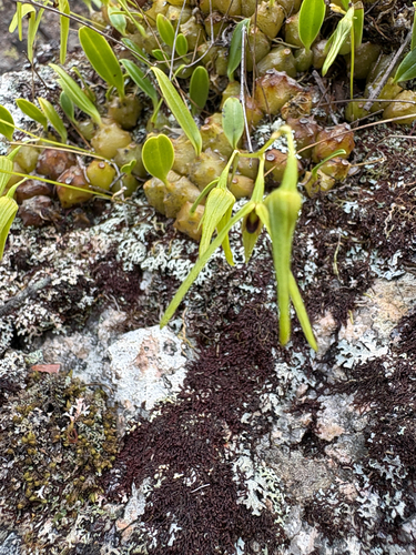 Bulbophyllum elisae