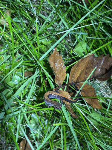 Eastern Red-backed Salamander
