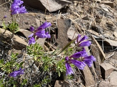 Penstemon davidsonii