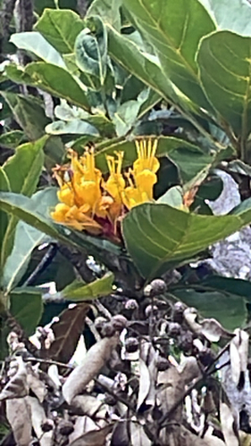 Deplanchea speciosa observed 2026-09-23