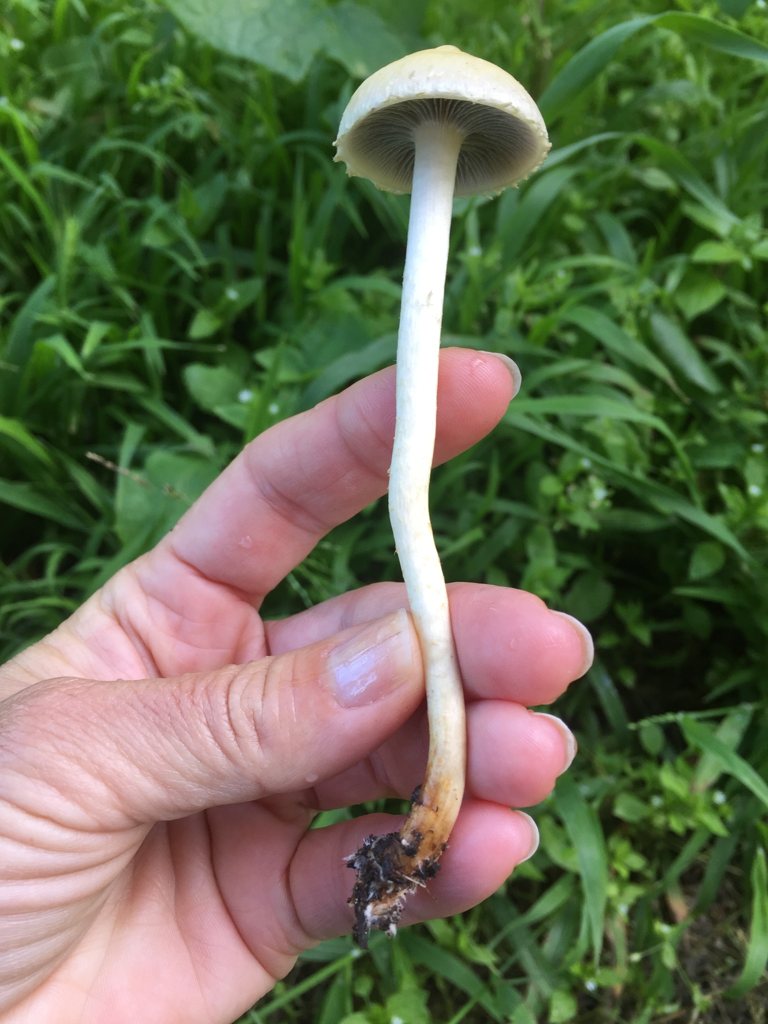 Leratiomyces percevalii image