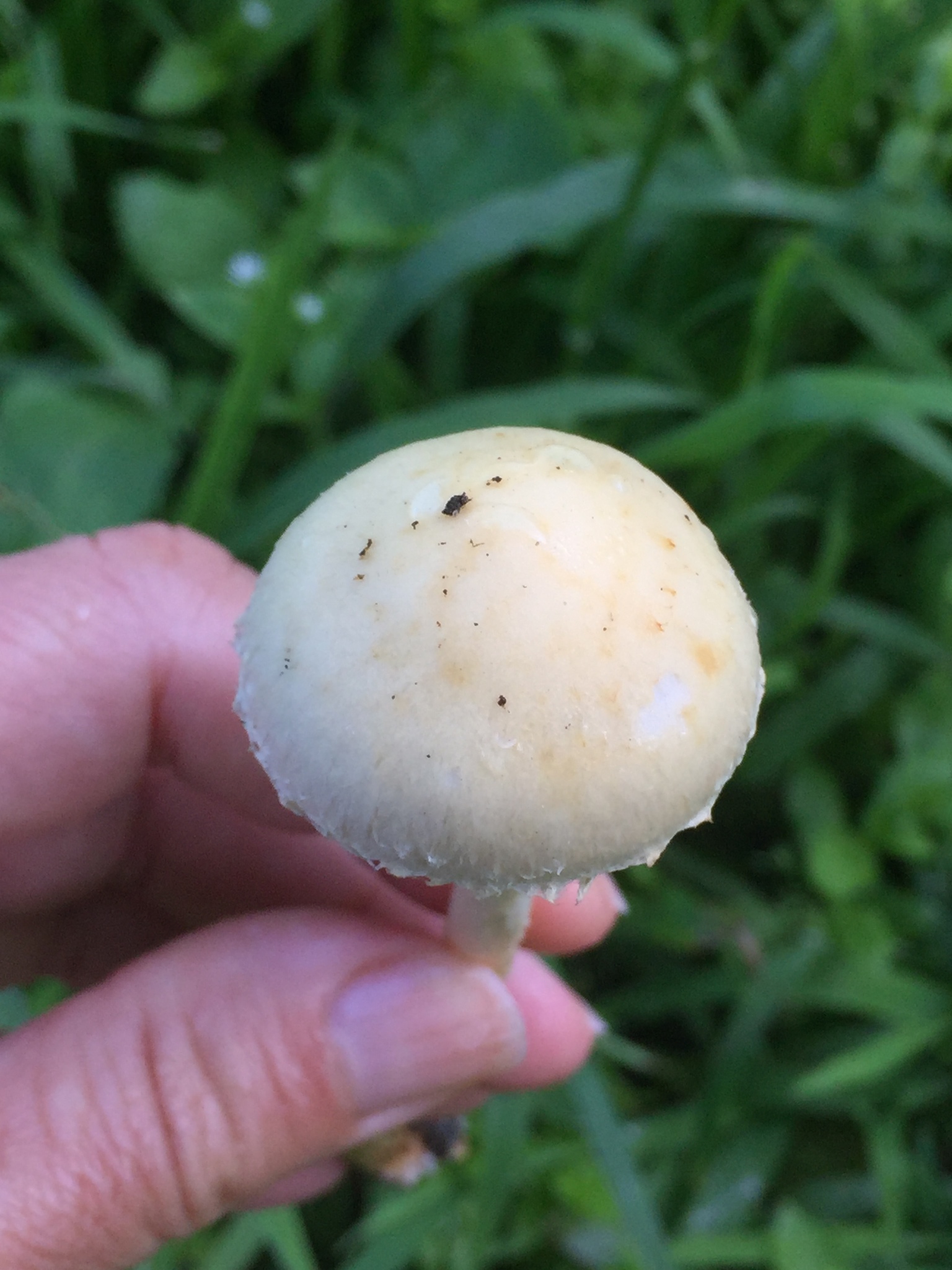 Leratiomyces percevalii image