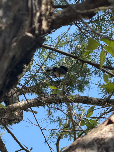 Willie Wagtail