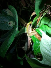 Hylarana erythraea
