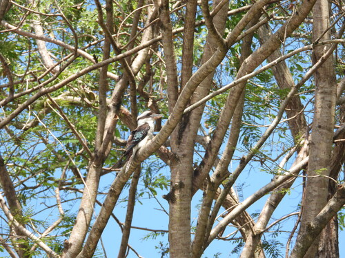 Laughing Kookaburra