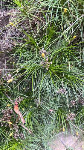 Alania cunninghamii observed 2026-10-10