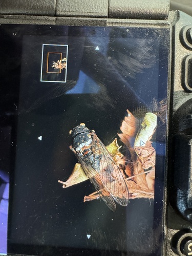 Robust Cicada
