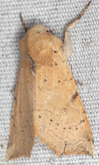 Perigonica angulata