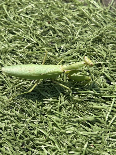 Giant Asian Mantis