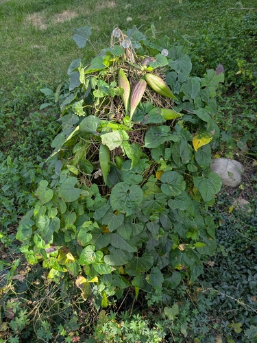 honey-vine climbing milkweed