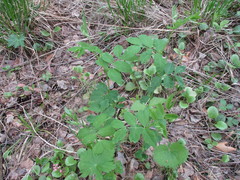 Vicia venosa baicalensis