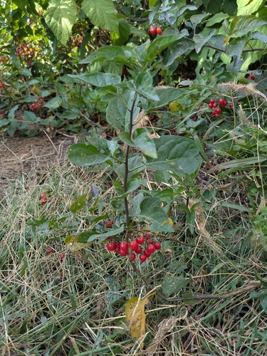bittersweet nightshade