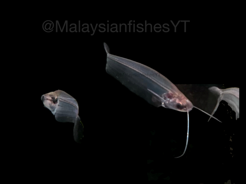 Glass Catfish