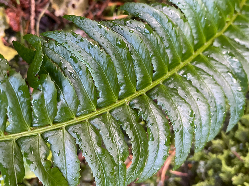 northern holly fern