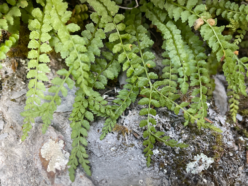 green spleenwort