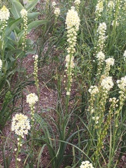 Toxicoscordion venenosum venenosum