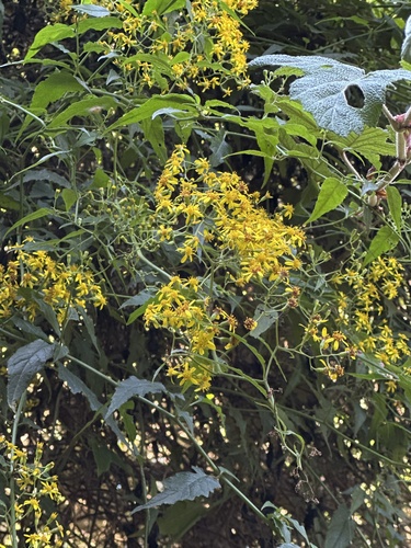 Senecio scandens observed 2026-10-11