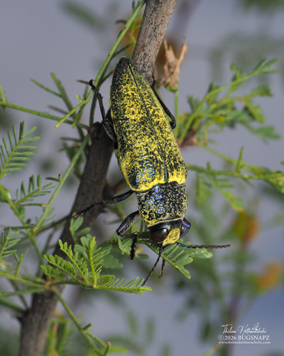 Gyascutus caelatus
