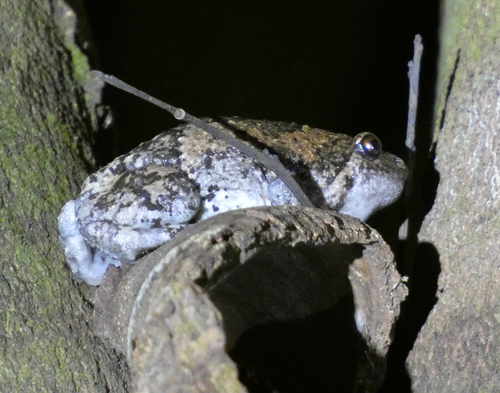 Kaloula baleata, 2026-10-09