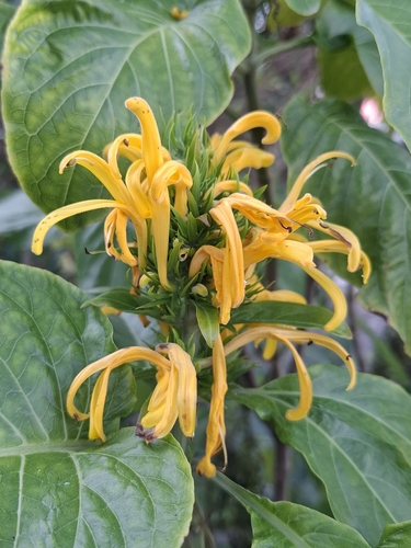 Justicia aurea observed 2026-10-10