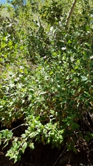 Malacothamnus fasciculatus catalinensis