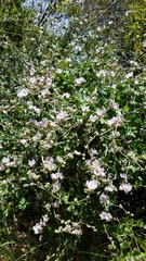 Malacothamnus fasciculatus catalinensis