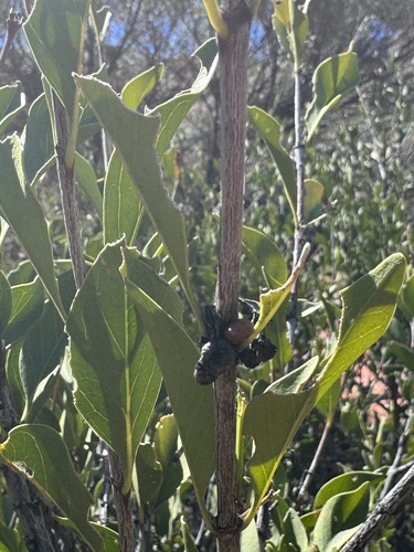 Psydrax latifolius, 2026-08-30