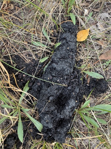 Black Bear sighting near Manitoba, MB
