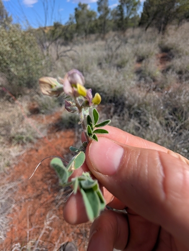 Swainsona flavicarinata, 2026-10-10