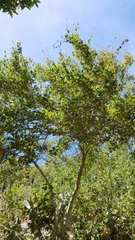 Malacothamnus fasciculatus catalinensis