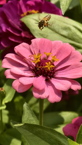 Asian Honey Bee