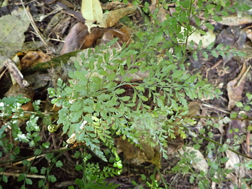 Asplenium richardii observed 2026-10-10